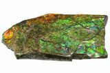 Rainbow Ammolite (Fossil Ammonite Shell) - Alberta, Canada #147257-2